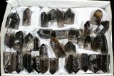 Lot: - Cut base Smoky Quartz Crystals - ~ Points #77827-1